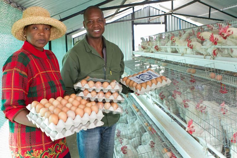 Poultry training at Siyabonga Africa